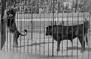 Lucha entre un toro y un león en Madrd 1894